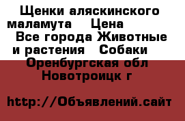 Щенки аляскинского маламута  › Цена ­ 15 000 - Все города Животные и растения » Собаки   . Оренбургская обл.,Новотроицк г.